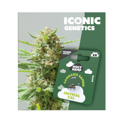 Holy Hemp Cannabis Samen Auto-Flowering - Critical XXL – Iconic Seeds