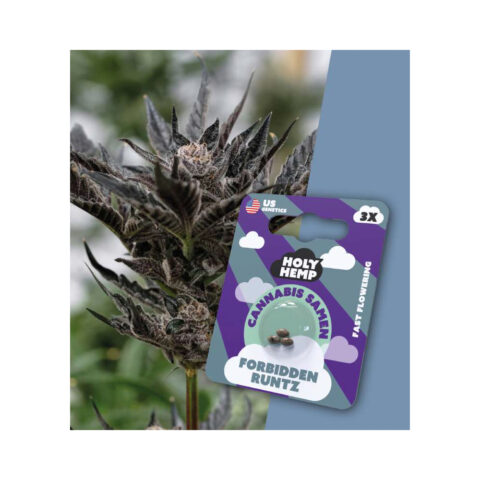 Holy Hemp Cannabis Samen Fast-Flowering - Forbidden Runtz