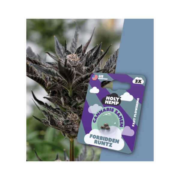 Holy Hemp Cannabis Samen Fast-Flowering - Forbidden Runtz