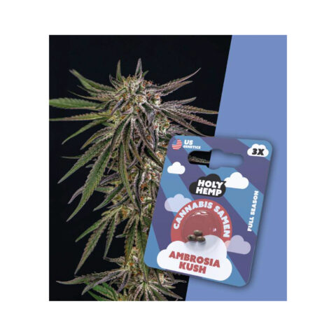 Holy Hemp Cannabis Samen Full Season - Ambrosia Kush