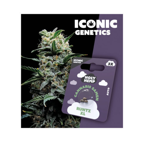 Holy Hemp Cannabis Samen Auto-Flowering - Runtz XL – Iconic Seeds