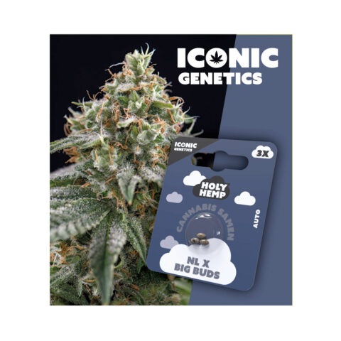 Holy Hemp Cannabis Samen Auto-Flowering - NL x Big Buds – Iconic Seeds